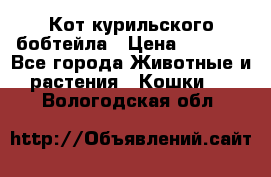 Кот курильского бобтейла › Цена ­ 5 000 - Все города Животные и растения » Кошки   . Вологодская обл.